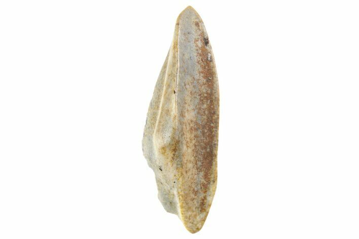 Fossil Hadrosaur (Edmontosaurus) Partial Tooth - Montana #340939